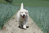 GOLDEN RETRIEVER 670